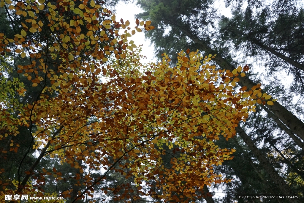 森林