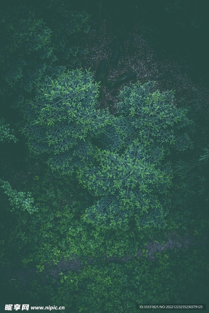 森林