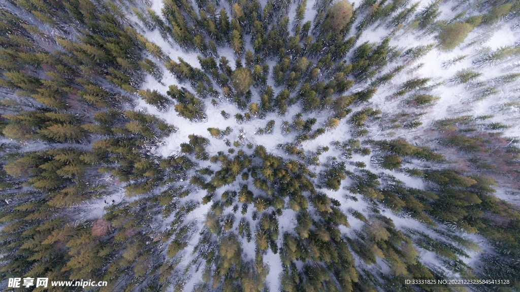 森林