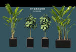 盆栽花盆绿植PSD免扣素材