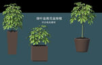 盆栽花盆绿植PSD免扣素材