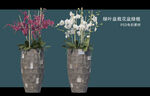 盆栽花盆绿植PSD免扣素材