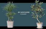 盆栽花盆绿植PSD免扣素材