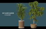 盆栽花盆绿植PSD免扣素材
