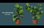 盆栽花盆绿植PSD免扣素材