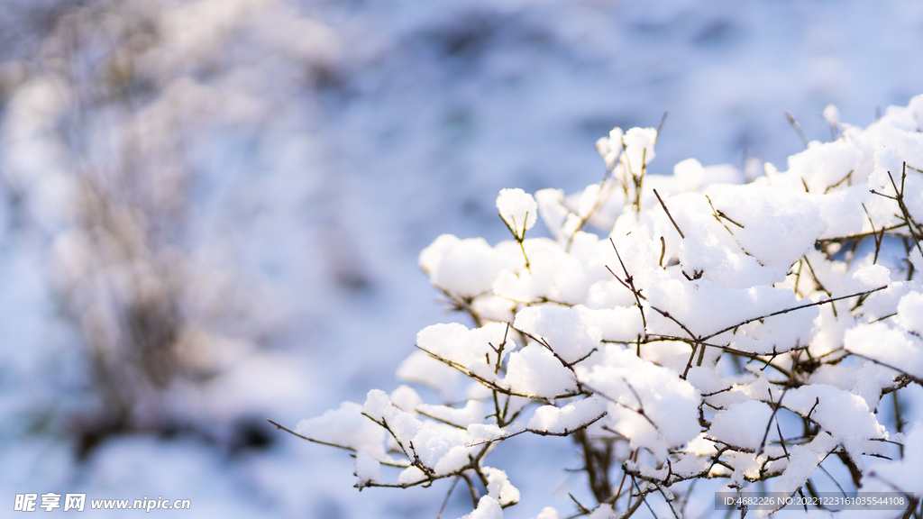 辽宁抚顺高尔山风景区树枝上积雪