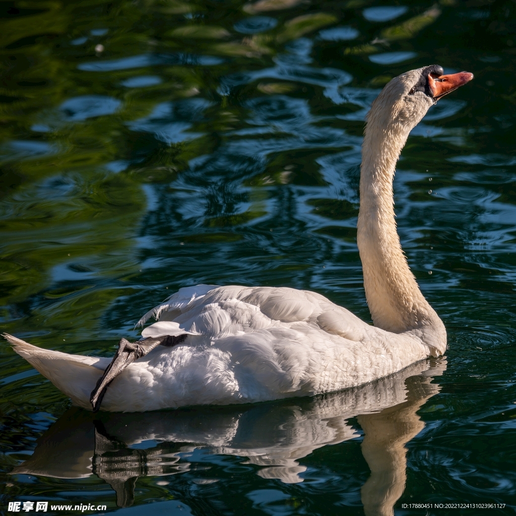 白天鹅