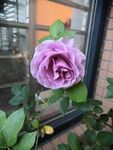 月季花