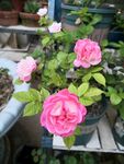 月季花