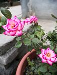 月季花朵