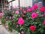 月季花