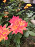 月季花