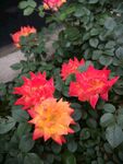 藤彩虹月季花