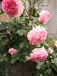 月季花