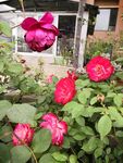 月季花
