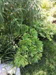 多肉植物绿法师摄影作品素材