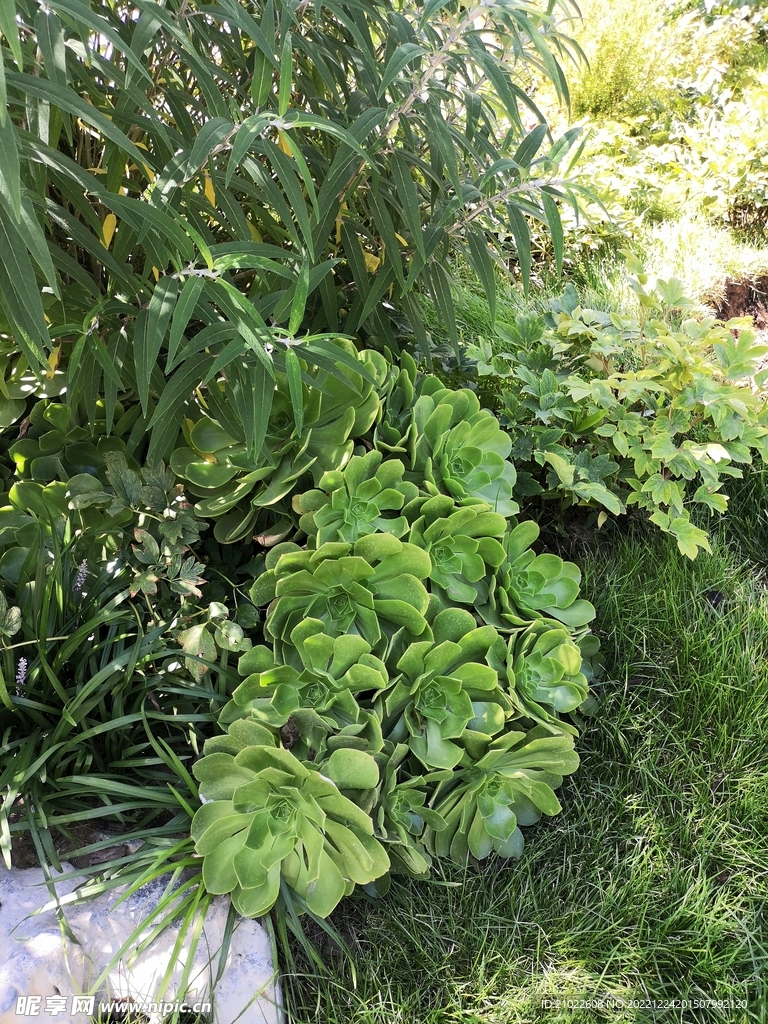 多肉植物绿法师摄影作品素材