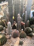 仙人柱仙人球开花