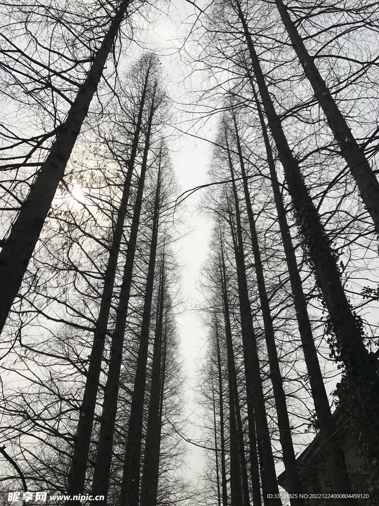 森林