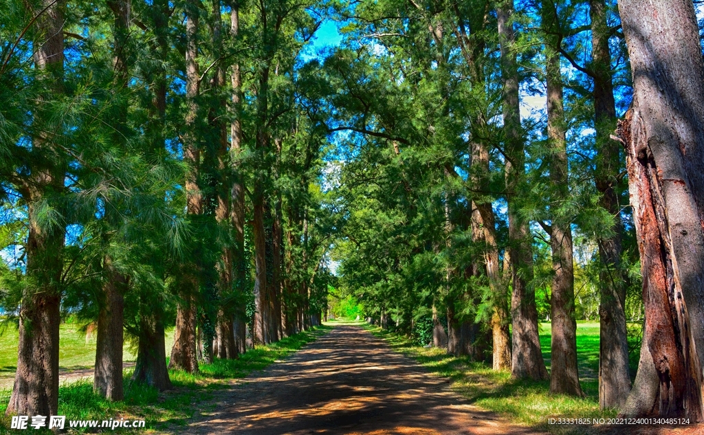 森林