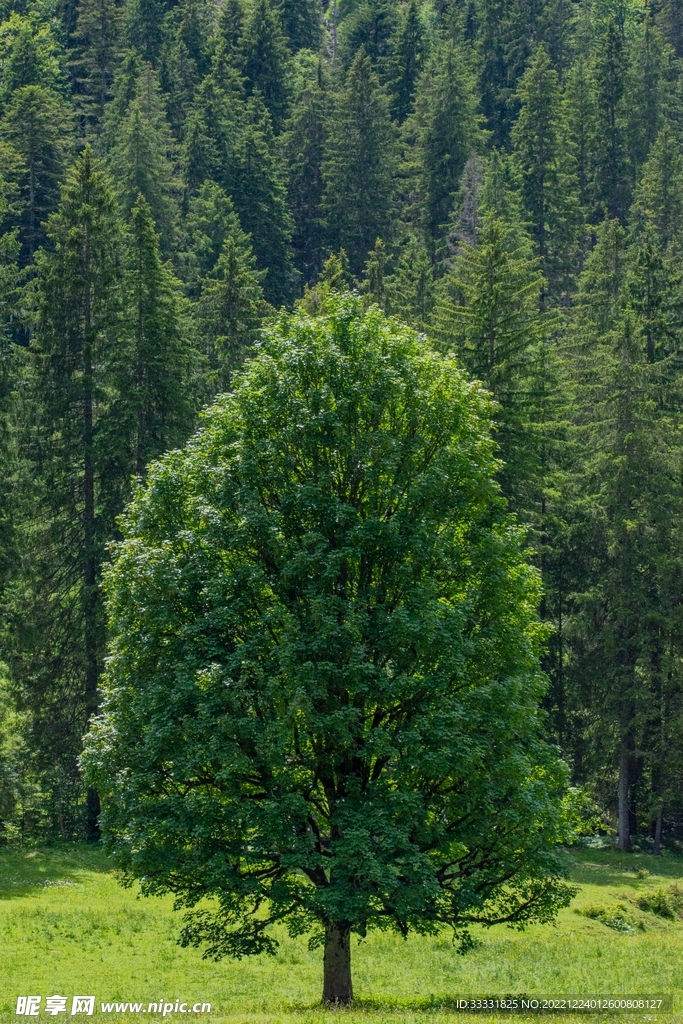 森林