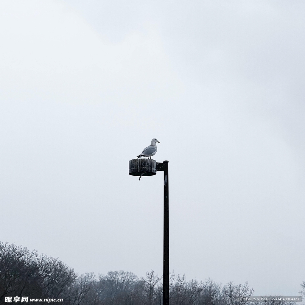 老鹰