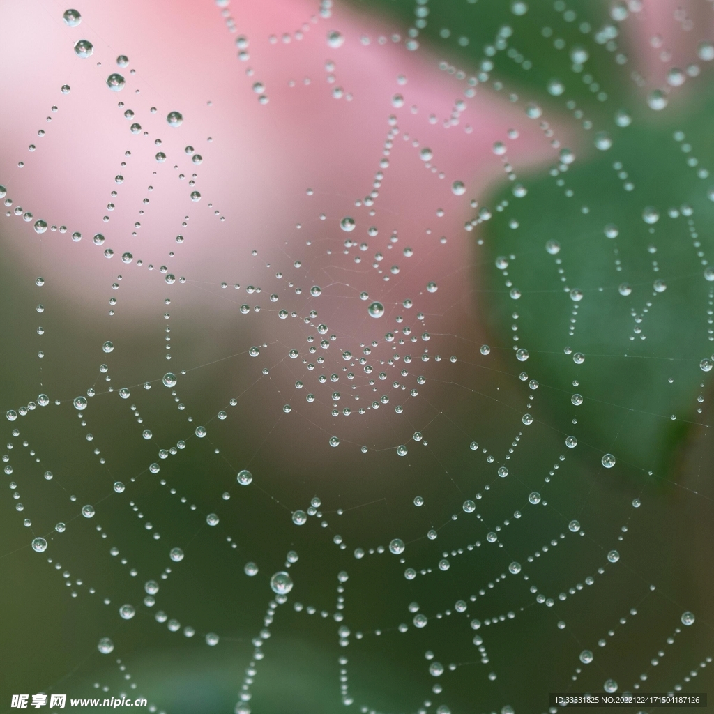 蜘蛛网