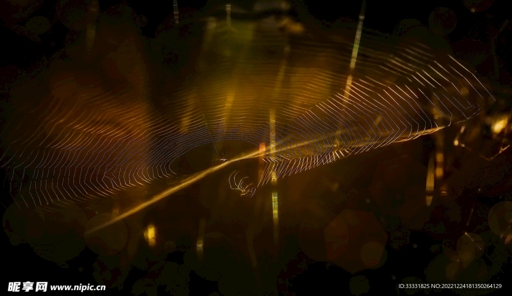蜘蛛