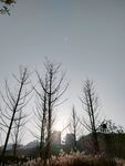 树