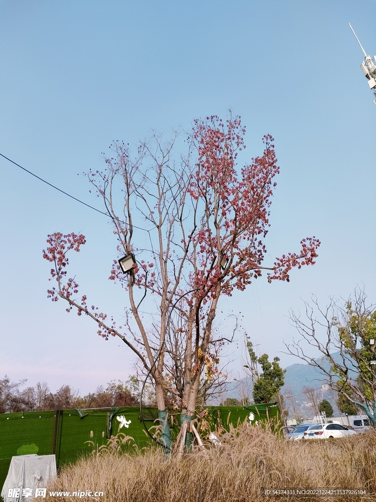 树