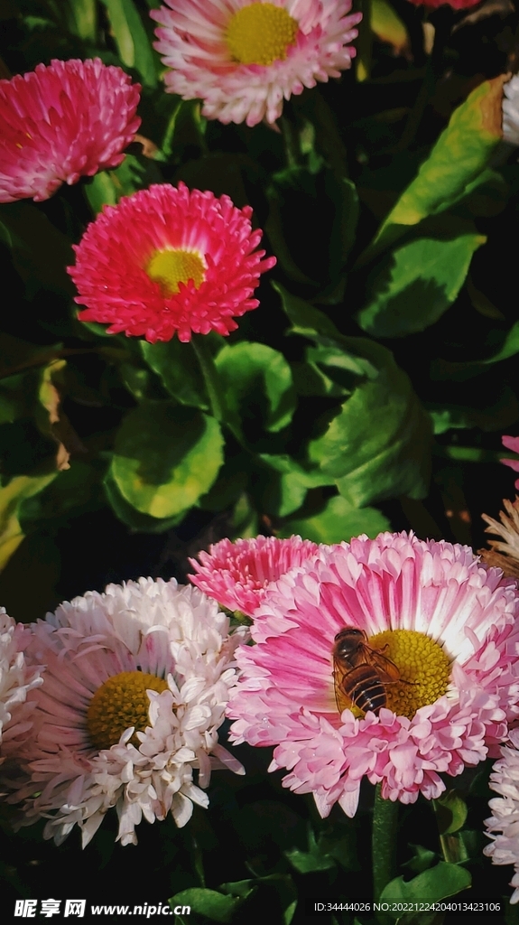 阳光下的花