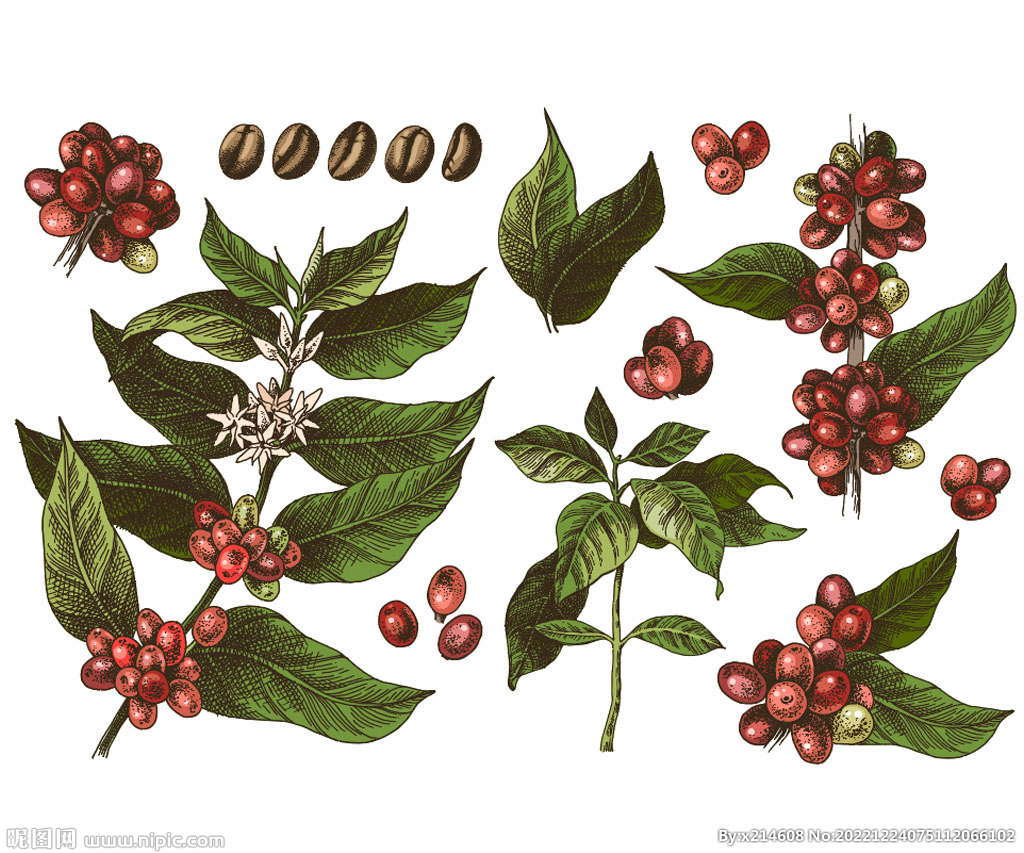 咖啡豆生长植物