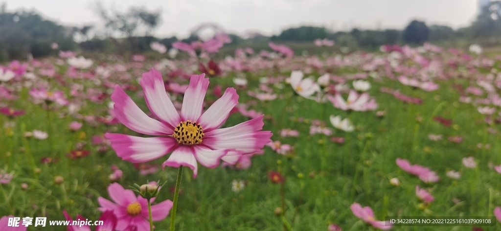 波斯菊野花鲜花花朵