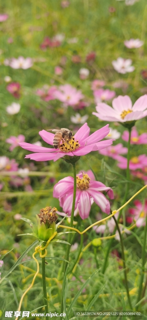 格桑花 小小野花