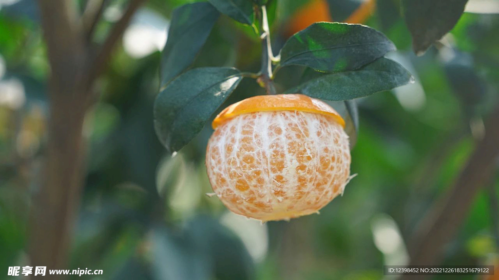 沃柑