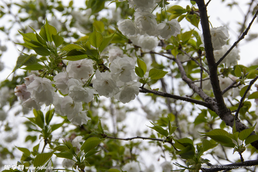 樱花