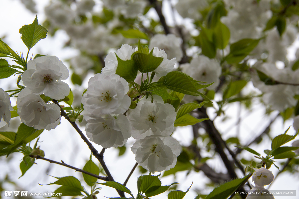 樱花