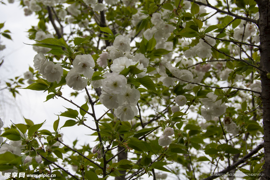 樱花