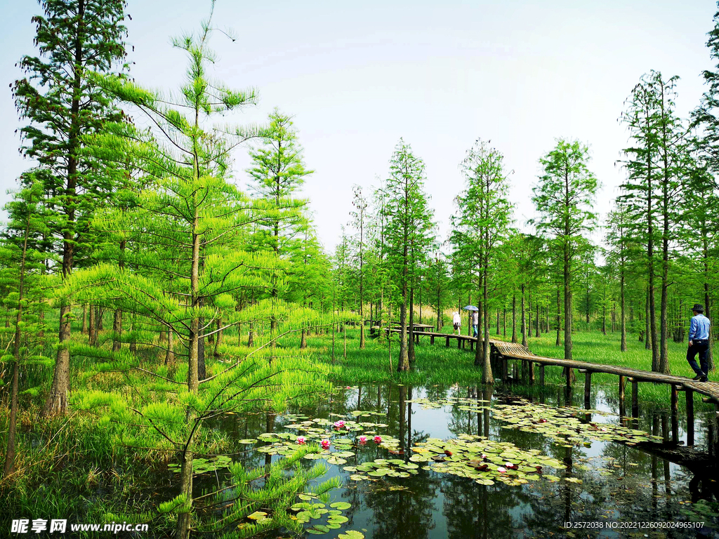 安徽池杉湖国家湿地公园