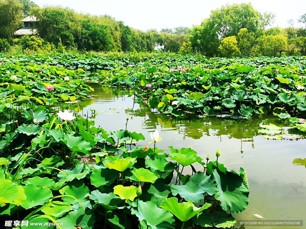 江苏洪泽湖湿地