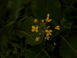 油菜花