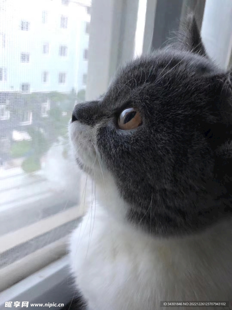 倚窗猫