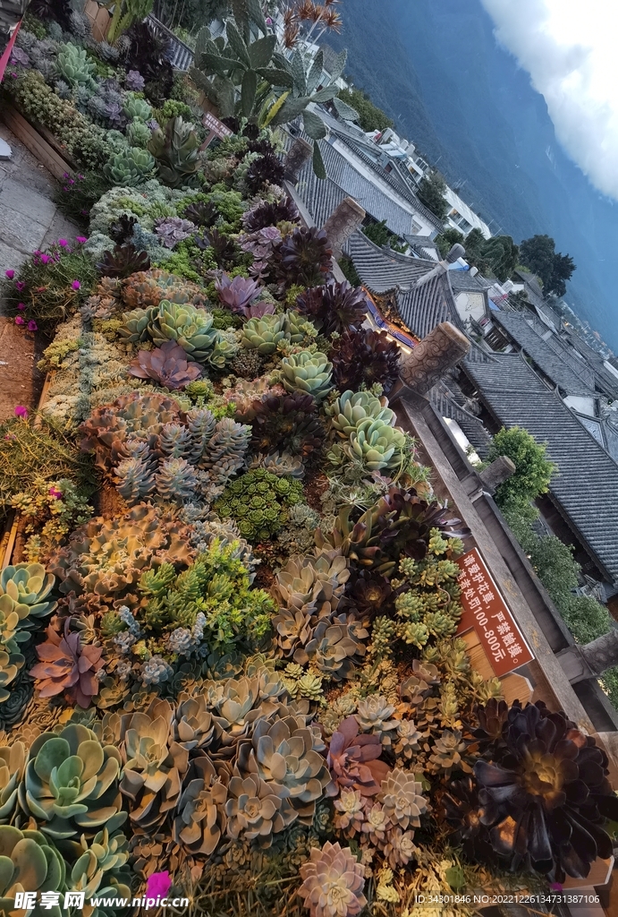 多肉植物