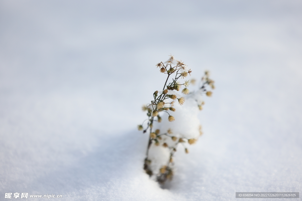 雪中小草