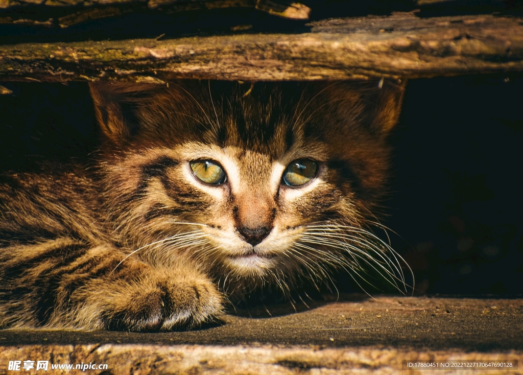 猫