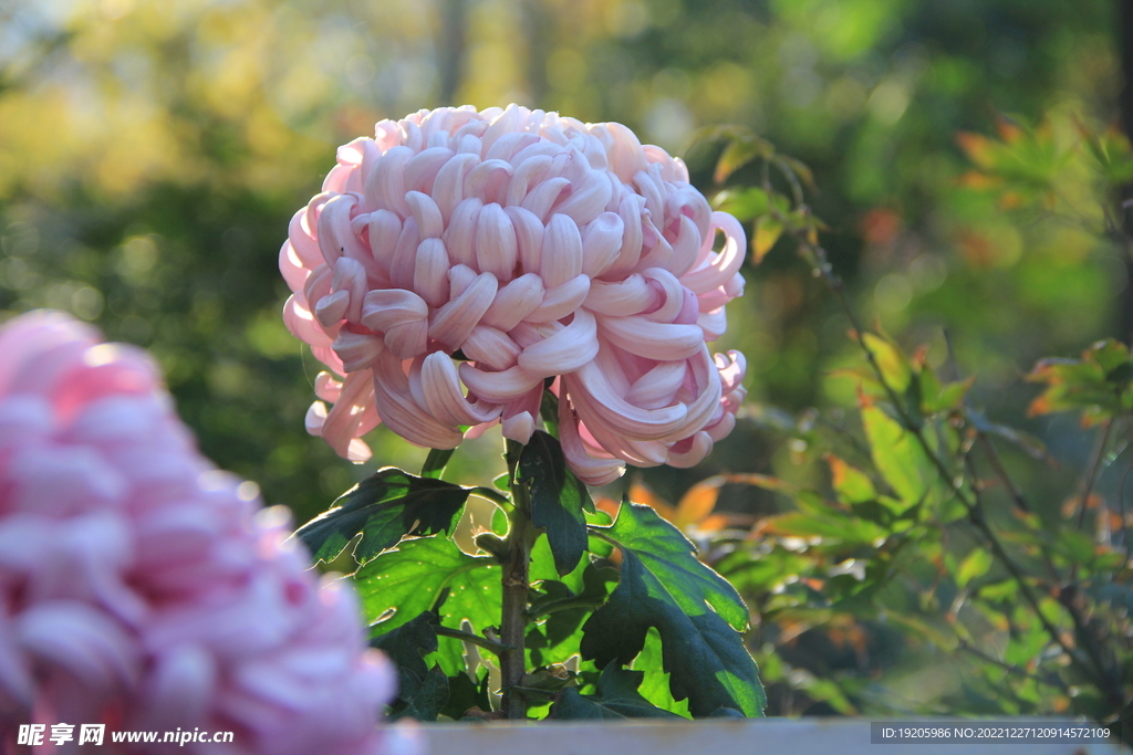 粉色菊花