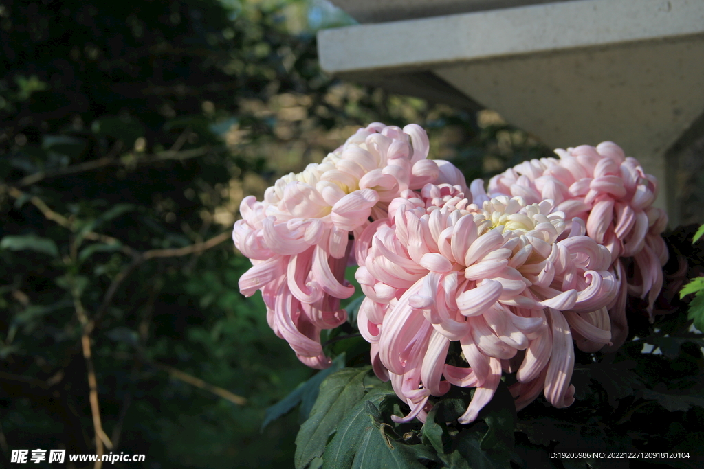 菊花摄影