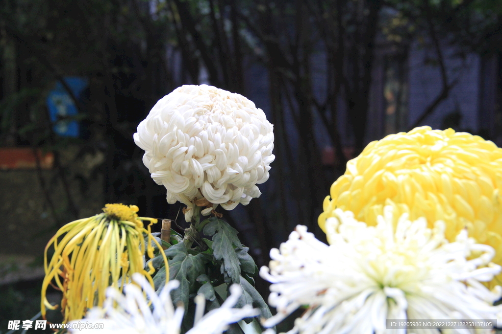 菊花