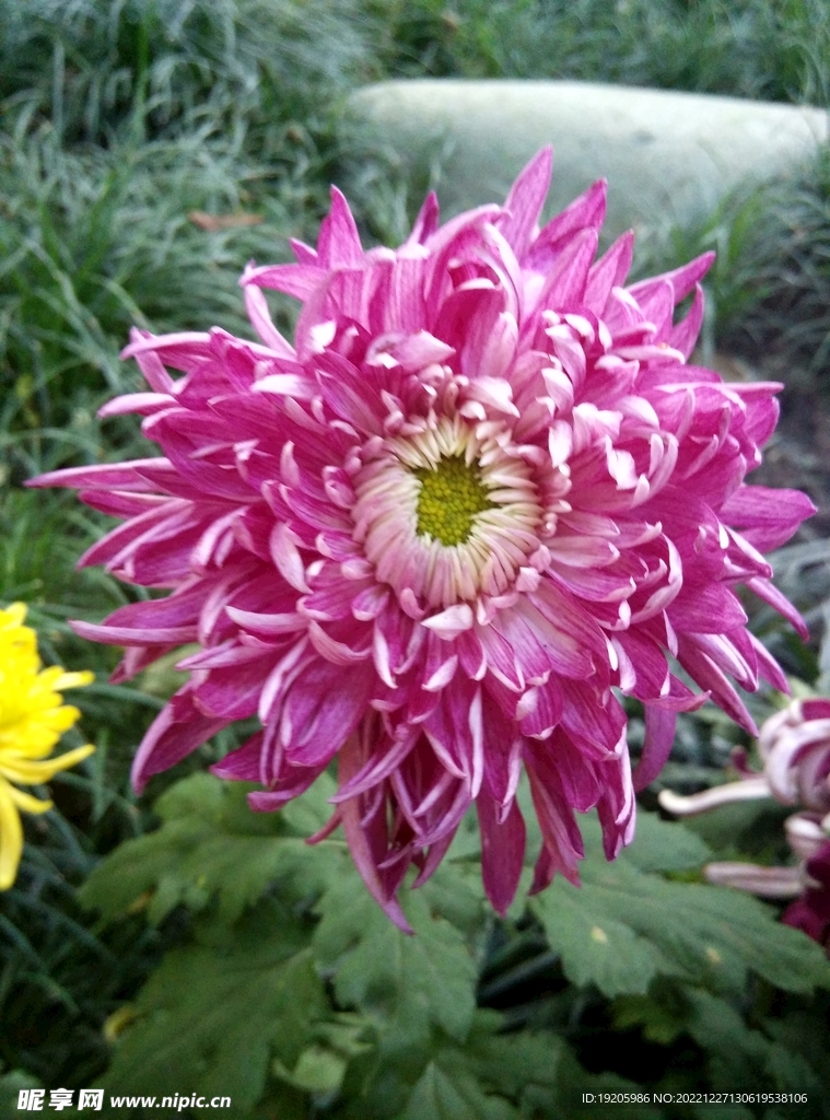 菊花