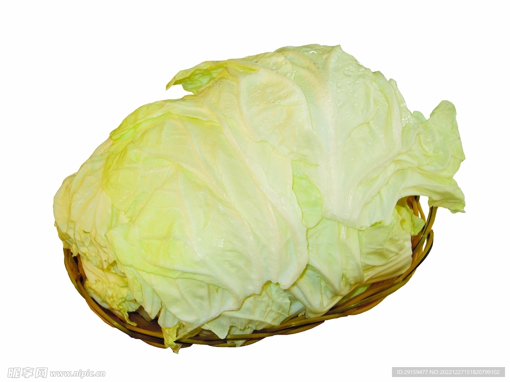 大白菜